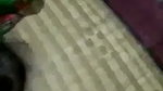 Beautiful Desi wife sex with husband