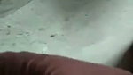 1000016277
