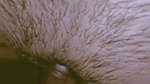 beautiful innocent village girl tight pusssy fuck by older boyfriend