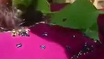 Beautiful Tamil girlfriend fucking with bf outdoor