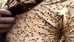 Slim bhabhi showing her sweet boob outdoor