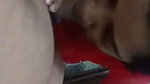 Desi Girlfriend  Boyfriend Amateur sex video 10