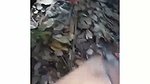 Girlfriend  Boyfriend Amateur sex video 21
