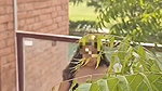Beautiful girl fingering her pussy on balcony