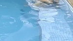 Hot bhabhi fucking hard with lover in swimming pool