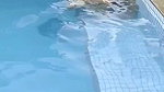 Hot bhabhi fucking hard with lover in swimming pool