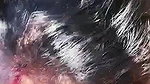 Randi outdoor blowjob
