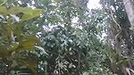 Village Boy Fucking Young Teen Girl at a River Bed while Camping (Must Watch)