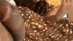 Mallu babe Sucking bf cock