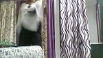 Indian MILF Secret MMS Tape – Movies