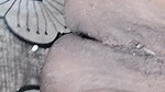 big boobs Hot sexy bhabhi ne land khilaya