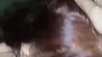 Beautiful Married Paki Wife Blowjob And Taking Cum On Face