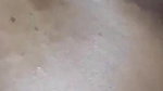 Horney Thick Wife Sucking Fatherinlaw’s Cock