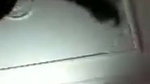 Bengali Bhabi Showing VideoCall