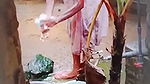 Lankan Wife Bathing Secretly Captured 3clips Marged