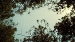 Ako – into the mud