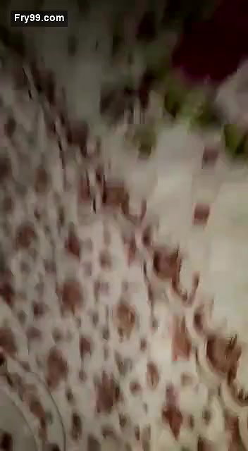 Desi sexy bhabi pain fucking