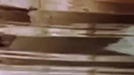 BOLD AND DUSKY SAMEERA REDDY STRIP AND NAUGHTY LOOKS TEASE 22