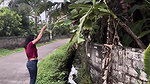 desi girl walking in red tshirt showing navel 22