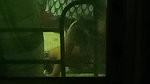 HOT HORNY MAAL BHABHI STRIPPING SHOWING SAGGY BOOBS PUSSY & BIGASS 5 CLIPS  24