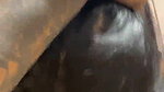SEXY INDIAN MAAL GF STRIPPING NUDE BATHING GIVING DEEP BLOWJOB  UPDATES 16 CLIPS  210