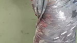 Indian bbw wife nude dance part 1