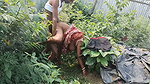Indian desi housewife ki doggy style hadcora fucking sex