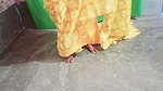 Desi Bhabhi Quenched Her Pussy Thirst with Her Stepson Real Homemade Video