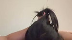 DESI COUPLE ENJOYING SEX IN HOTEL ROOM GF SUCKING DEEP 3 CLIPS 2 1