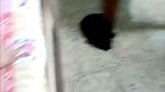 Love Hardcore Couple Fucking On Cam 2