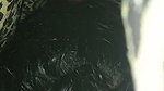 SHY DESI SLIM CHEATER BHABHI GIVING BLOWJOB & FUCKED BIGCOCK ~ 8 CLIPS 2 7
