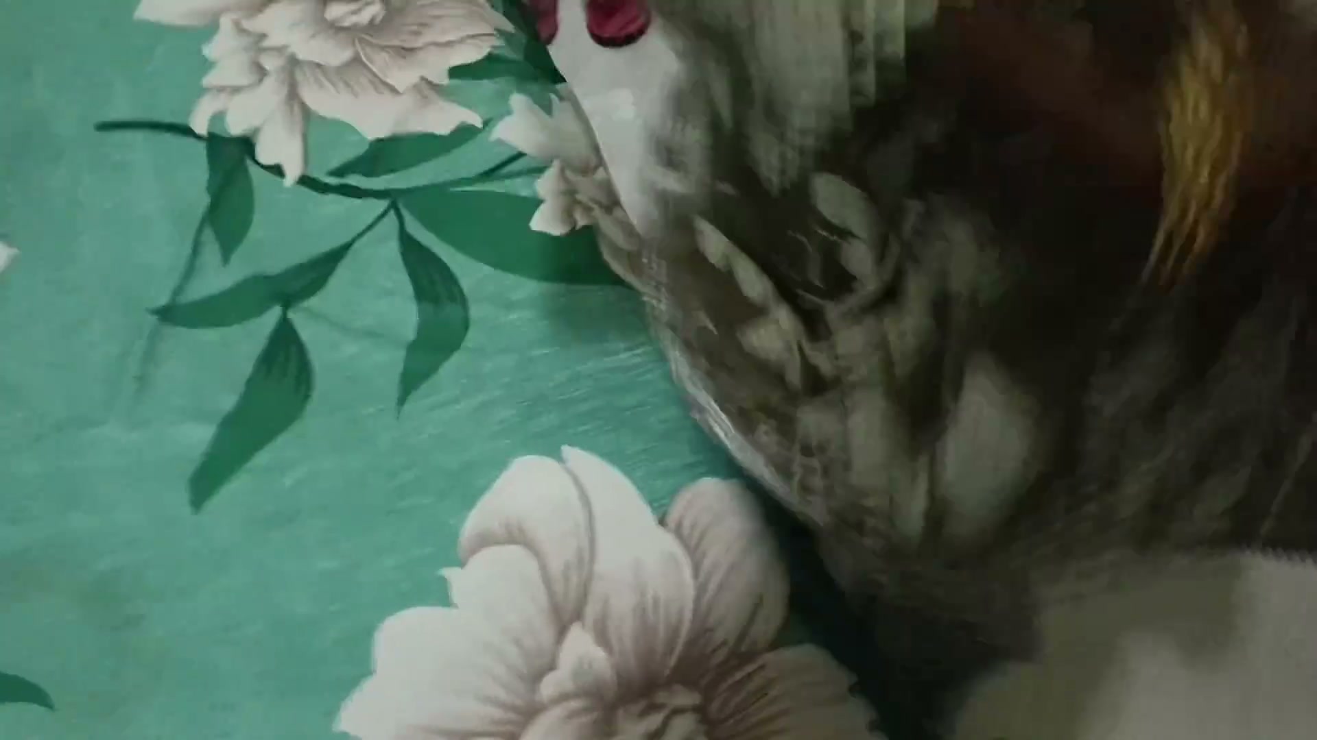 Frame 1