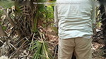 School teacher wet pussy romance in forest outdoor