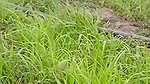 To get sister-in-law’s beautiful pussy, he went from house to field to get four katwans with him, brother-in-law fucked sister-in-law, fucked sister-in-law, fucked by the field