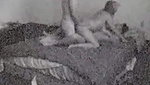 Spy cam catches yummy three some