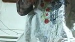Chashmish pakistani girl showing and both holes fingering taste own cum 11 vids 2 5