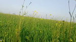 Khet kheton mein gand Marne Laga upar se Koi aaega FIR chhod Diya