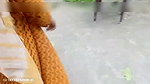 Secret Affair with My Sister-in-Law in the Backyard