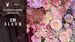 Lexi Mode – In Bloom