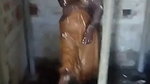 Tamil Wife bathing