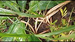 In jungle hairy pussy