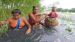 Village Womens Traditional Net Fishing on River