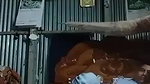 Couple Fucking Enjoy