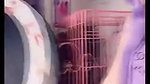 162192 Belle Delphine Butt Plug Onlyfans Game Night Video