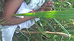 Desi village bhabi fucking on field