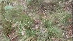 Gracewearslace Nude Forest Blowjob Sex Tape Video Leaked