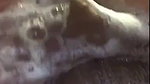 tinktink OnlyFans Leaks (5 Videos) 5