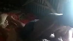 Village Bhabi Fucking Affair With Neighbour