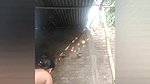Village bhabhi on vc