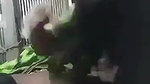 Village Girl Sucking Dick
